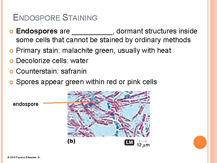 ENDOSPORE STAINING Endospores are _____, dormant structures inside some cells that cannot be stained