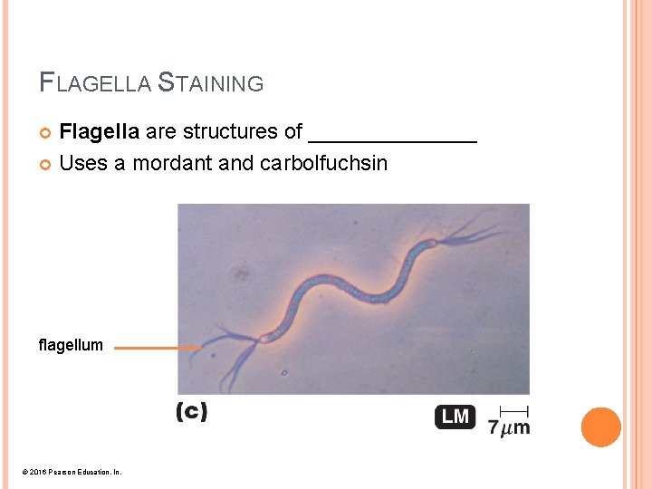 FLAGELLA STAINING Flagella are structures of _______ Uses a mordant and carbolfuchsin flagellum ©