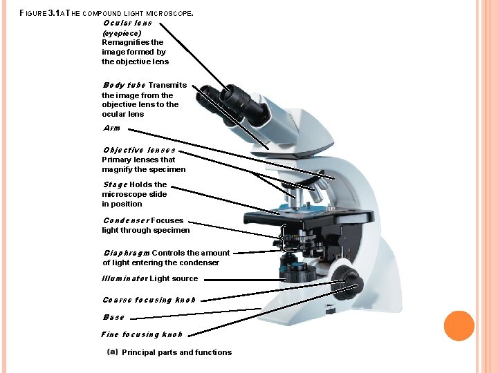 FIGURE 3. 1 A THE COMPOUND LIGHT MICROSCOPE. Ocular lens (eyepiece) Remagnifies the image