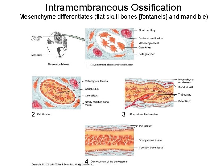 Intramembraneous Ossification Mesenchyme differentiates (flat skull bones [fontanels] and mandible) 1 2 3 4