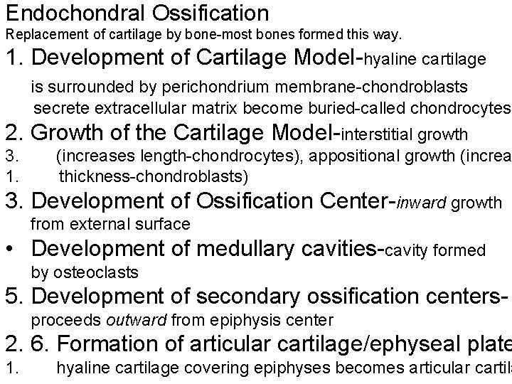Endochondral Ossification Replacement of cartilage by bone-most bones formed this way. 1. Development of