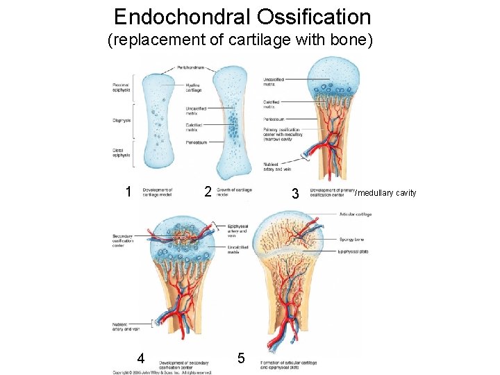 Endochondral Ossification (replacement of cartilage with bone) 1 2 4 3 5 /medullary cavity