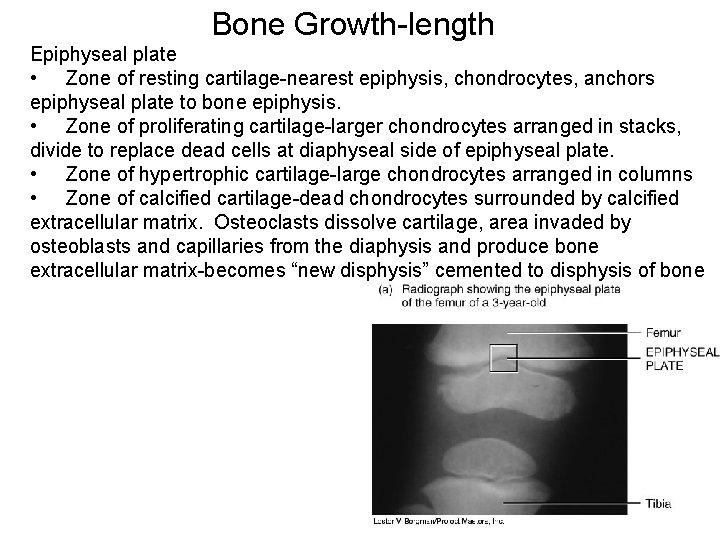 Bone Growth-length Epiphyseal plate • Zone of resting cartilage-nearest epiphysis, chondrocytes, anchors epiphyseal plate