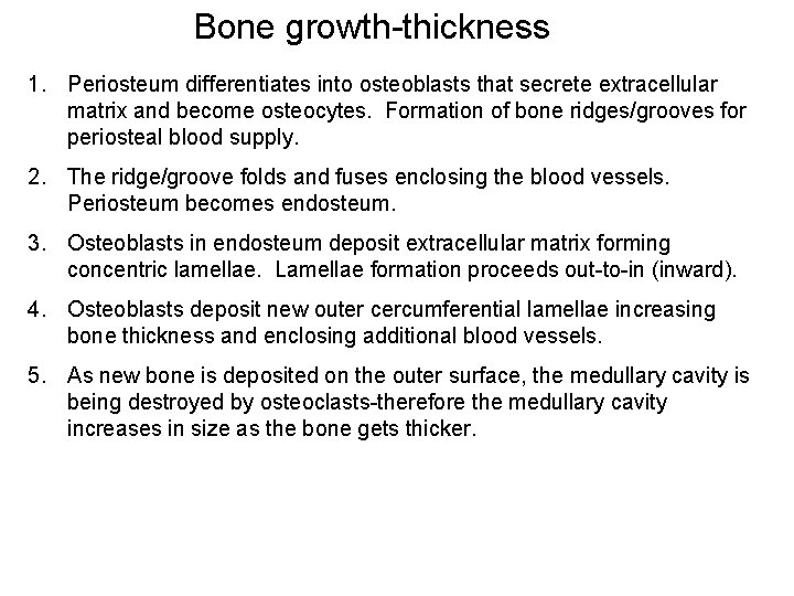 Bone growth-thickness 1. Periosteum differentiates into osteoblasts that secrete extracellular matrix and become osteocytes.