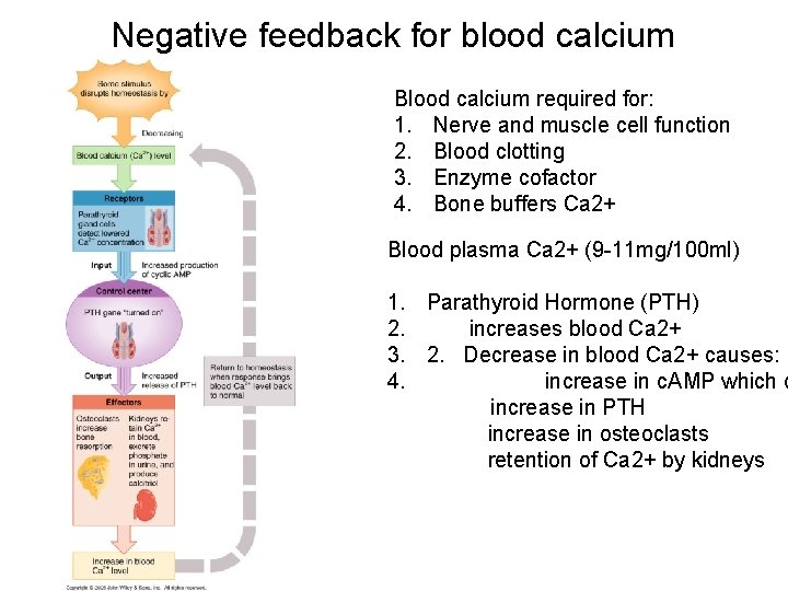 Negative feedback for blood calcium Blood calcium required for: 1. Nerve and muscle cell