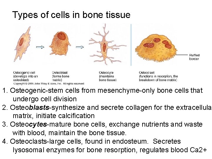 Types of cells in bone tissue 1. Osteogenic-stem cells from mesenchyme-only bone cells that