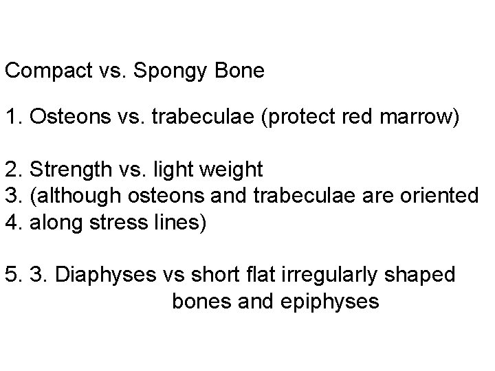 Compact vs. Spongy Bone 1. Osteons vs. trabeculae (protect red marrow) 2. Strength vs.