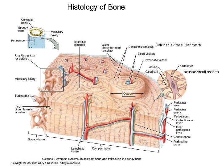 Histology of Bone Calcified extracellular matrix Lacunae-small spaces 