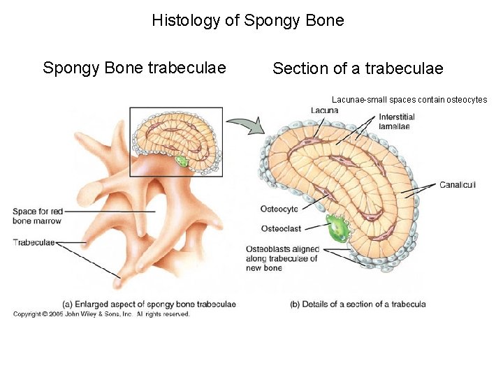 Histology of Spongy Bone trabeculae Section of a trabeculae Lacunae-small spaces contain osteocytes 