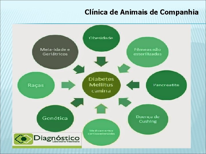 Clínica de Animais de Companhia Diabetes mellitus 