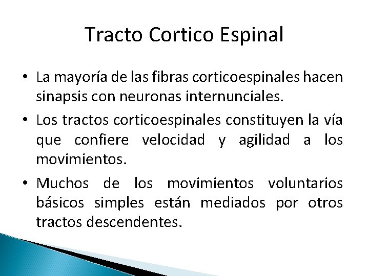 Tracto Cortico Espinal • La mayoría de las fibras corticoespinales hacen sinapsis con neuronas