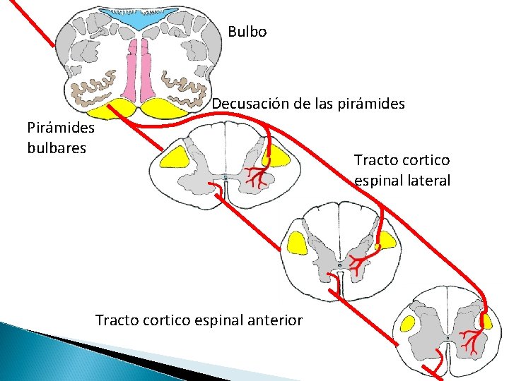 Bulbo Decusación de las pirámides Pirámides bulbares Tracto cortico espinal lateral Tracto cortico espinal