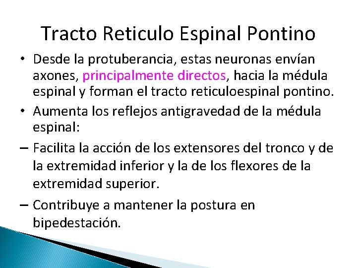 Tracto Reticulo Espinal Pontino • Desde la protuberancia, estas neuronas envían axones, principalmente directos,
