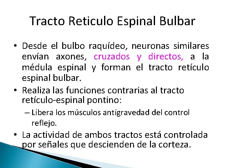 Tracto Reticulo Espinal Bulbar • Desde el bulbo raquídeo, neuronas similares envían axones, cruzados