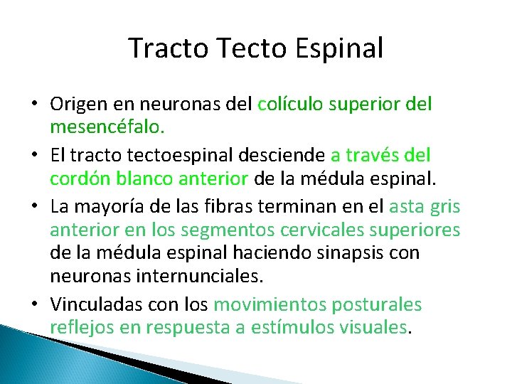 Tracto Tecto Espinal • Origen en neuronas del colículo superior del mesencéfalo. • El