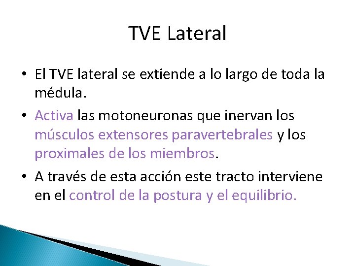 TVE Lateral • El TVE lateral se extiende a lo largo de toda la