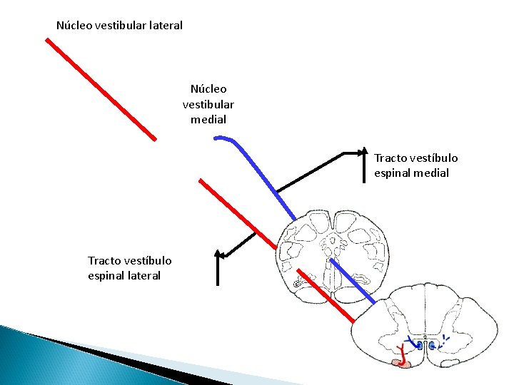 Núcleo vestibular lateral Núcleo vestibular medial Tracto vestíbulo espinal lateral 