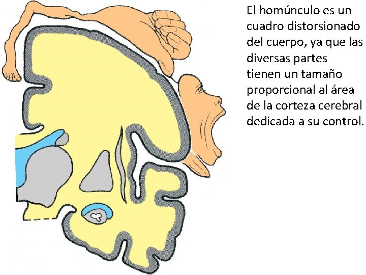 El homúnculo es un cuadro distorsionado del cuerpo, ya que las diversas partes tienen