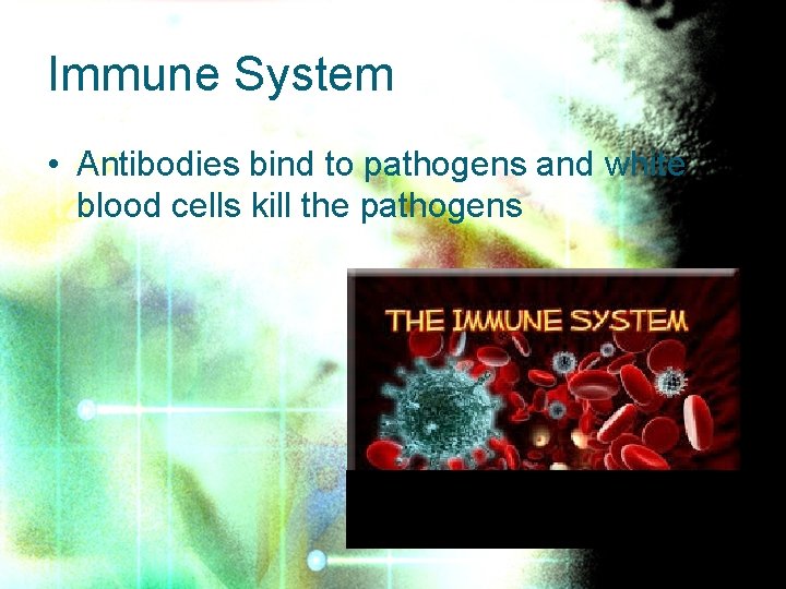 Immune System • Antibodies bind to pathogens and white blood cells kill the pathogens