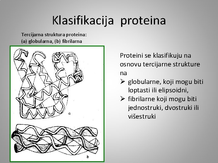 Klasifikacija proteina Tercijarna struktura proteina: (a) globularna, (b) fibrilarna Proteini se klasifikuju na osnovu