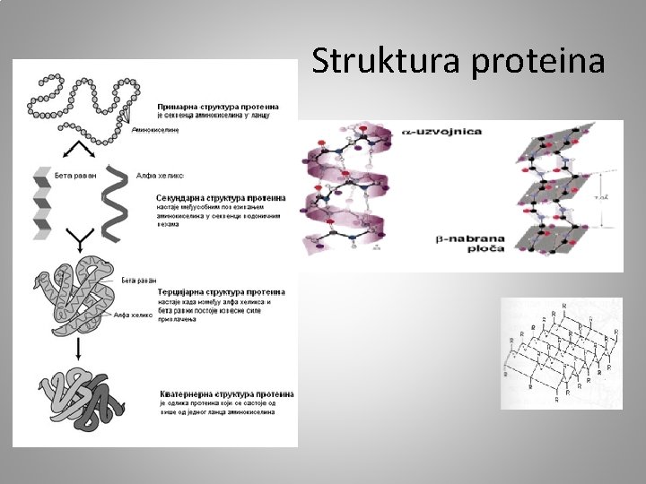 Struktura proteina 