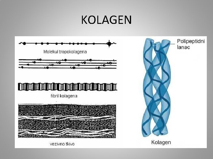 KOLAGEN 