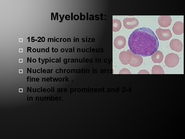 Myeloblast: 15 -20 micron in size Round to oval nucleus No typical granules in