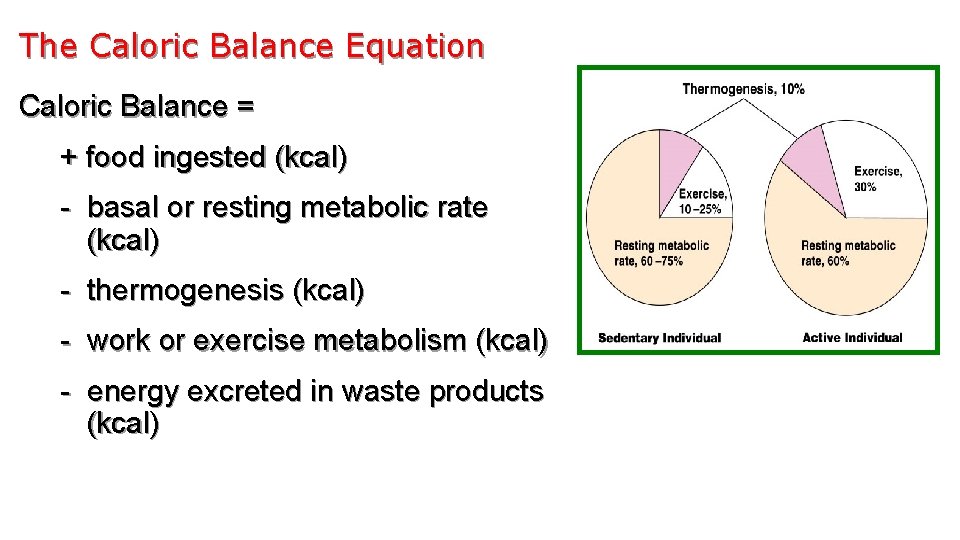 The Caloric Balance Equation Caloric Balance = + food ingested (kcal) - basal or