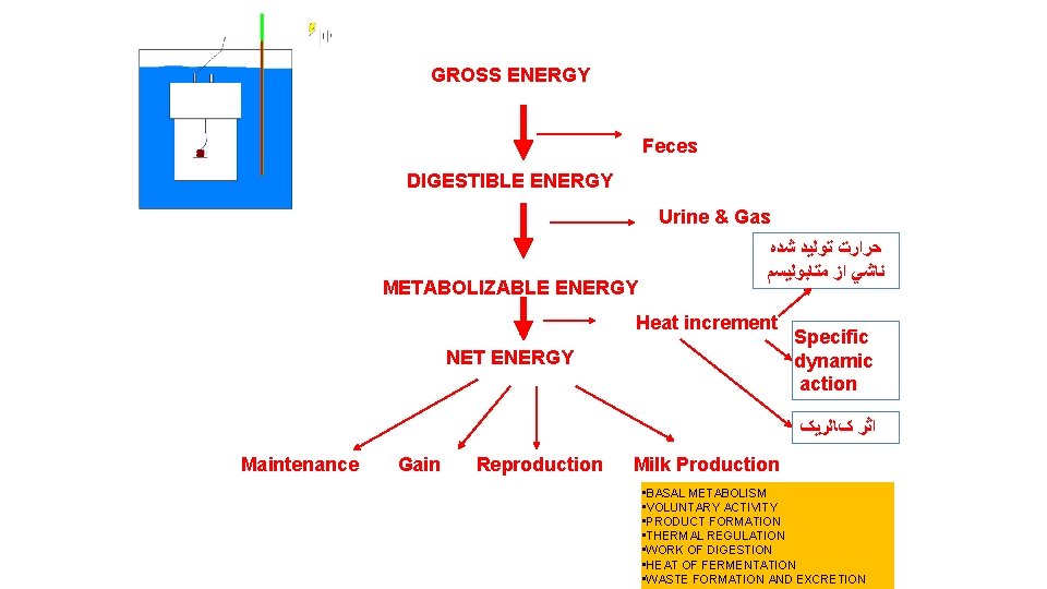 GROSS ENERGY Feces DIGESTIBLE ENERGY Urine & Gas METABOLIZABLE ENERGY ﺣﺮﺍﺭﺕ ﺗﻮﻟﻴﺪ ﺷﺪﻩ ﻧﺎﺷﻲ