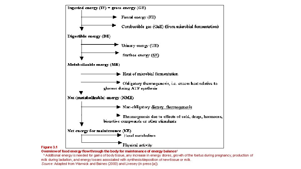 Figure 3. 1 Overview of food energy flow through the body for maintenance of