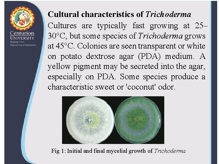 Cultural characteristics of Trichoderma Cultures are typically fast growing at 25– 30°C, but some