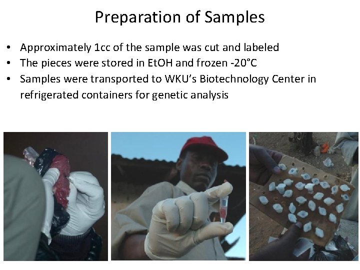 Preparation of Samples • Approximately 1 cc of the sample was cut and labeled