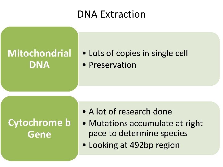 DNA Extraction Mitochondrial • Lots of copies in single cell • Preservation DNA Cytochrome