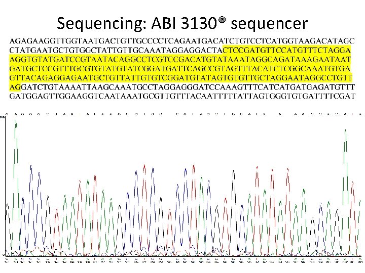 Sequencing: ABI 3130® sequencer 