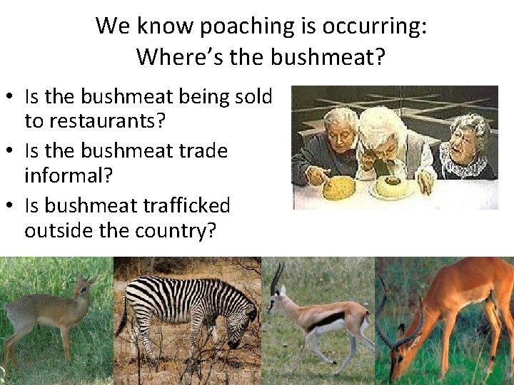 We know poaching is occurring: Where’s the bushmeat? • Is the bushmeat being sold