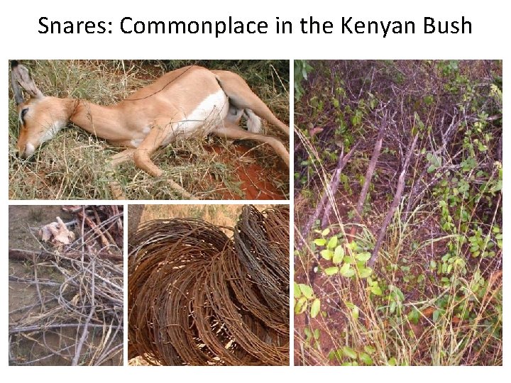 Snares: Commonplace in the Kenyan Bush 