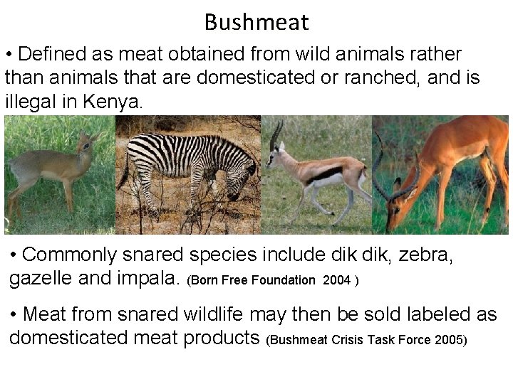 Bushmeat • Defined as meat obtained from wild animals rather than animals that are