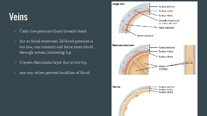 Veins - Carry low-pressure blood towards heart - Act as blood reservoirs. Iif blood