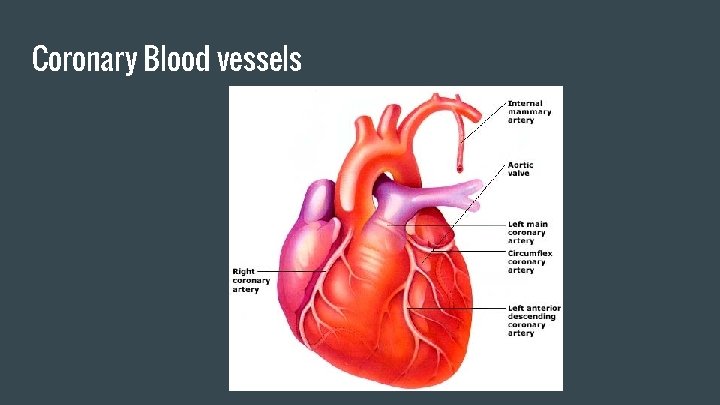 Coronary Blood vessels 