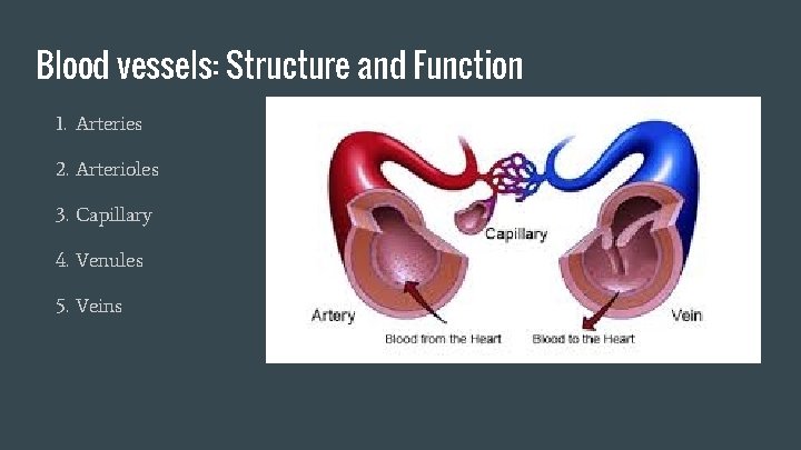 Blood vessels: Structure and Function 1. Arteries 2. Arterioles 3. Capillary 4. Venules 5.