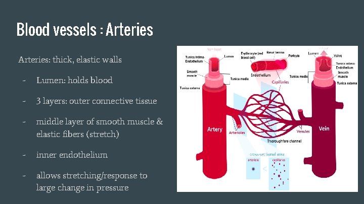 Blood vessels : Arteries: thick, elastic walls - Lumen: holds blood - 3 layers: