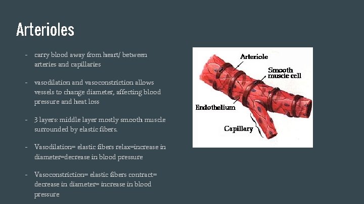 Arterioles - carry blood away from heart/ between arteries and capillaries - vasodilation and