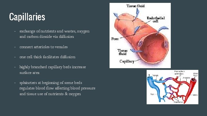 Capillaries - exchange of nutrients and wastes, oxygen and carbon dioxide via diffusion -