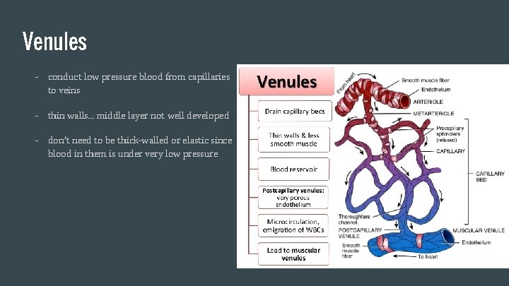Venules - conduct low pressure blood from capillaries to veins - thin walls… middle