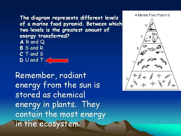 The diagram represents different levels of a marine food pyramid. Between which two levels