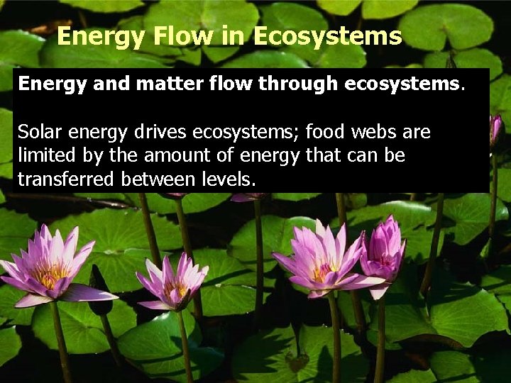 Energy Flow in Ecosystems Energy and matter flow through ecosystems. Solar energy drives ecosystems;