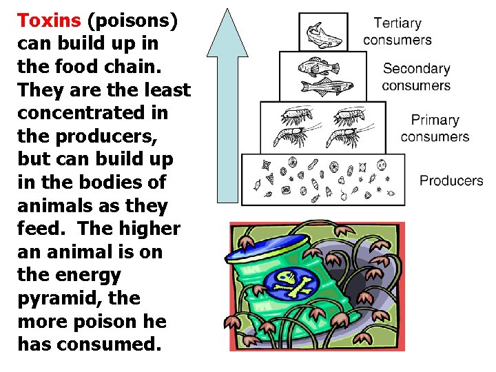 Toxins (poisons) can build up in the food chain. They are the least concentrated