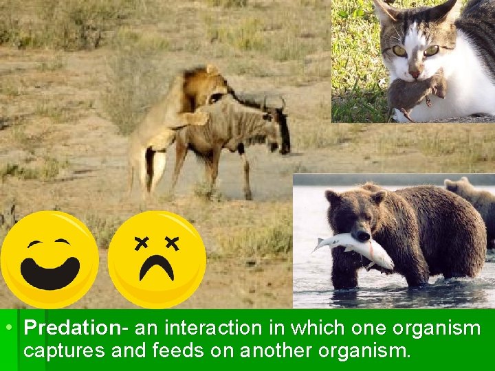  • Predation- an interaction in which one organism captures and feeds on another