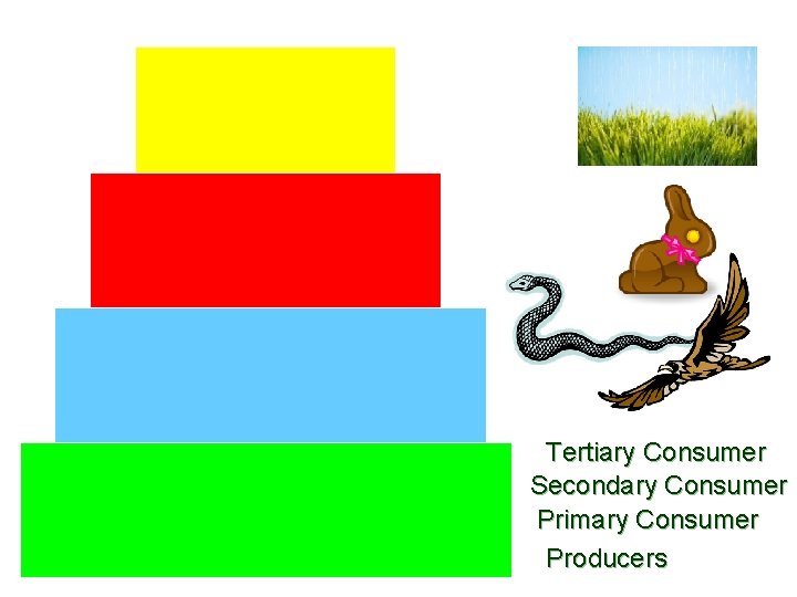 Tertiary Consumer Secondary Consumer Primary Consumer Producers 