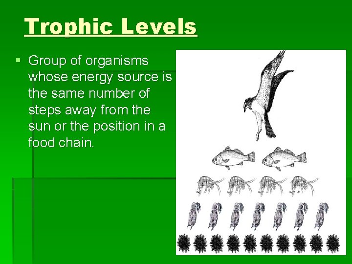 Trophic Levels § Group of organisms whose energy source is the same number of